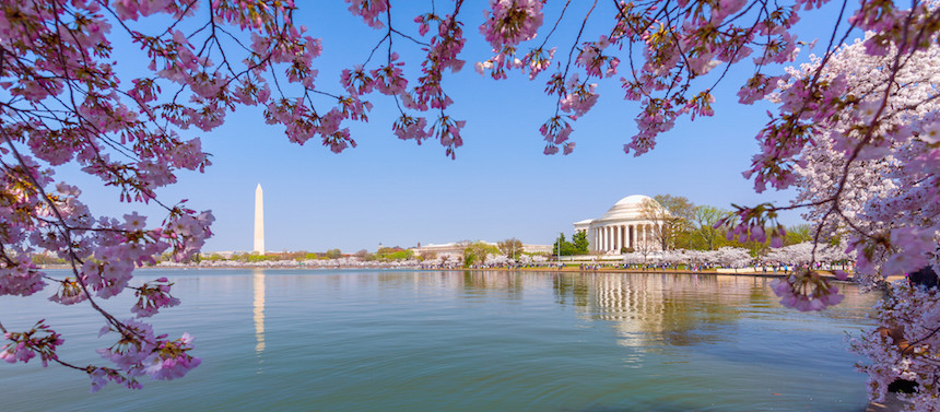 Assister au Cherry Blossom