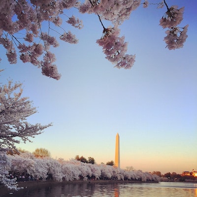 Le Washington Monument lors du Cherry Blossom