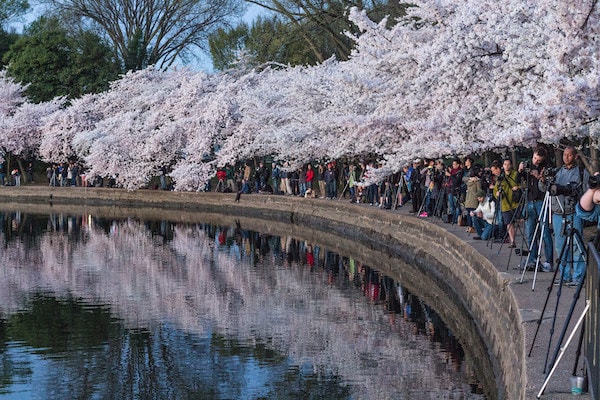 Des photographes autour du Tidal Basin pour photographier le Cherry Blossom